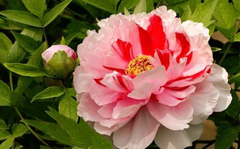 Ҷĵ������