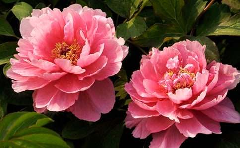 ����ĵ������[����15ƪ]