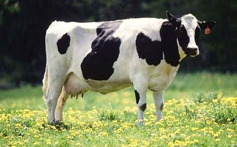 ��ţ�������ܽ�