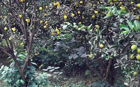 ũ���ֻ����