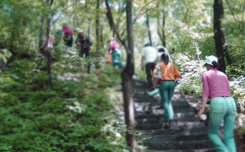 《爬山虎的脚》教案(15篇)