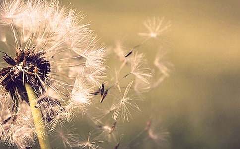 �ѹ�Ӣ����_�ѹ�Ӣ�Ļ��Ｐ��˵-�ʻ�����