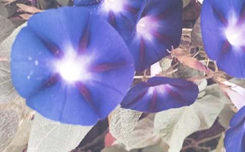 ��ǣţ�����̰���ͨ��21ƪ��