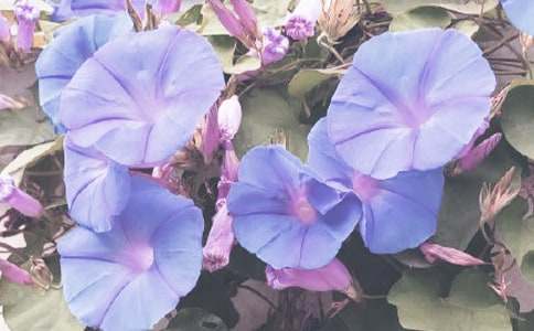 ��ǣţ������