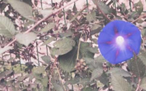 牵牛花的花语和播种方法