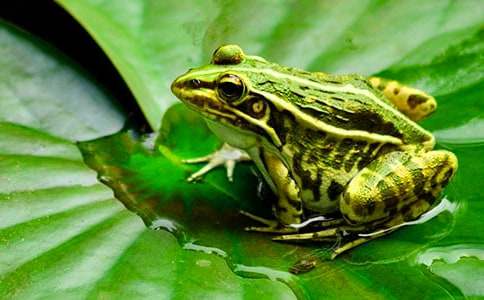 小班语言教案:小青蛙听故事