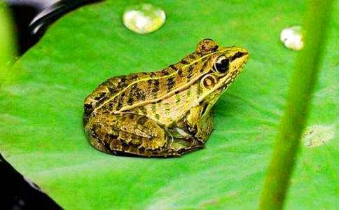 ��С����׽���桷С��̰�