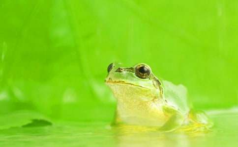 ��С�����Ҽҡ��̰����Ľ���8ƪ