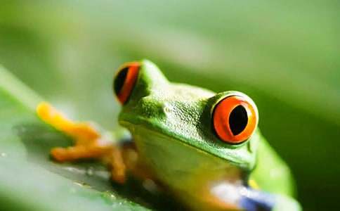 实用的《小青蛙》教案3篇