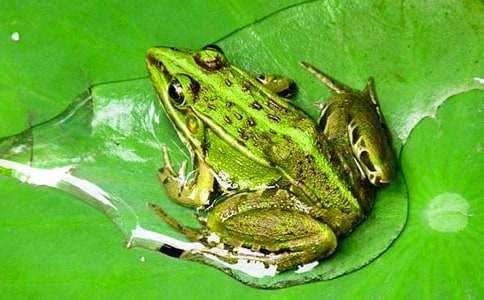 Сѧ���꼶�ϲᡶ���ܿ������̰�