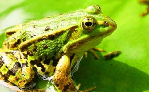 ���������������̰�