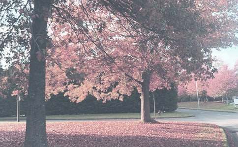 大班秋季工作计划