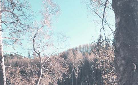 小班组秋季学期保教工作计划(通用25篇)