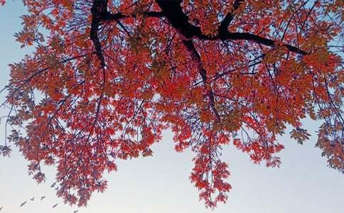 ���շ羰����