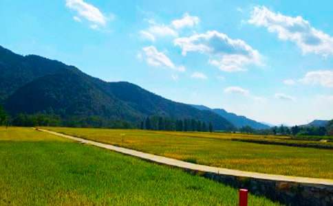 乡镇秋收简报优选(15篇)