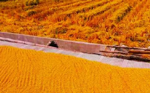 (优秀)乡镇秋收简报