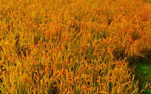 �����ڼ䰲ȫ������������11ƪ�����㡿