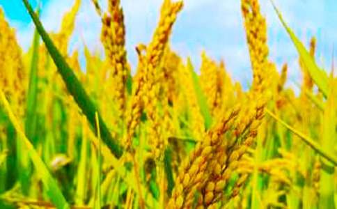 �������ռ򱨼���[15ƪ]