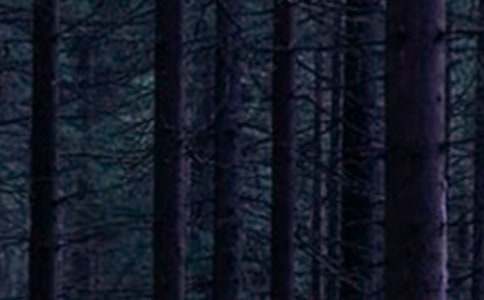 ɭ�ַ����15ƪ���Ƽ���