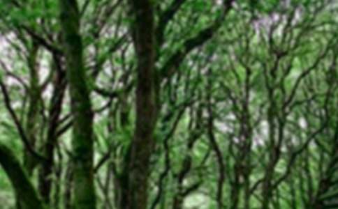 ����ɭ�ֳ��б���