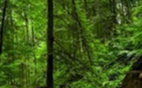 ɭ�ַ���������򱨣���Ʒ��