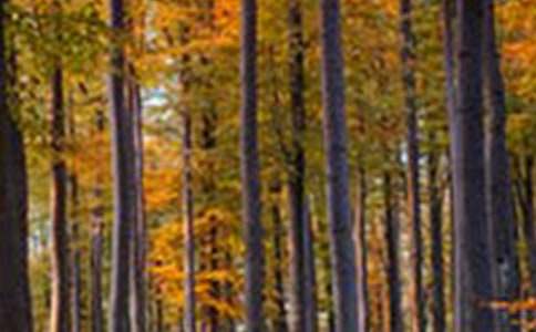 ɭ�ֶ���ͯ����������