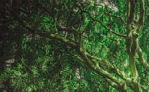 ɭ�ַ���򱨡����15ƪ��