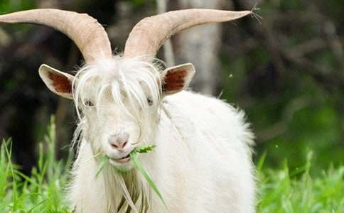 山羊不吃天堂草读后感(15篇)