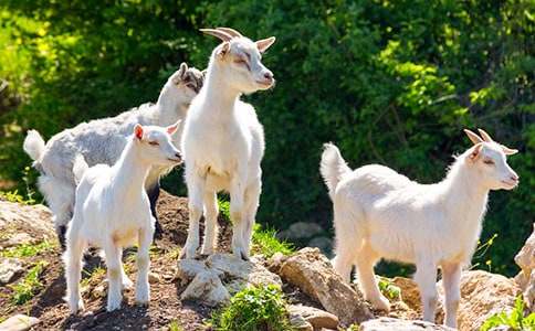 ���꼶�²ᡶСɽ���С���á��̰�7ƪ