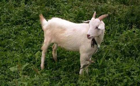 [ͨ��]��ɽ�򲻳����òݡ������