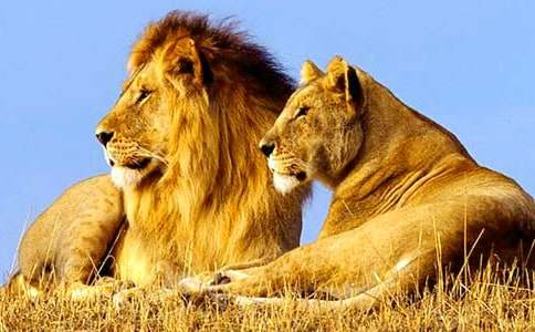 ʨ�Ӻ�¹�̰�