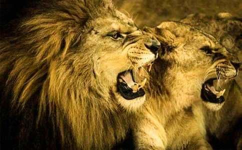 《狮子王》观后感(精选15篇)