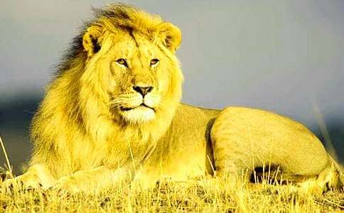 ʨ�����ۺ��(�ϼ�15ƪ)