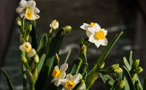 �Ҽҵ�ˮ������(��ѡ15ƪ)