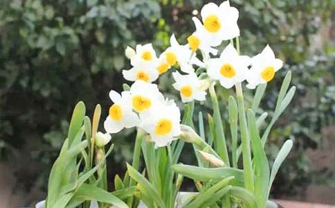 凌波仙子水仙花作文