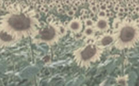 《太阳花》教案(精选21篇)