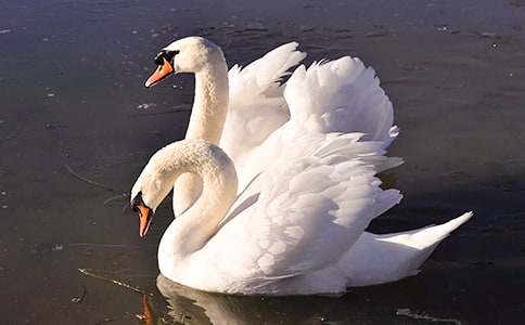 Ұ������кϼ�15ƪ