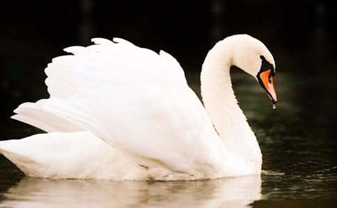 ���������ĵ��δ�