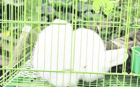 �а����Խ̰���С���ӿ���