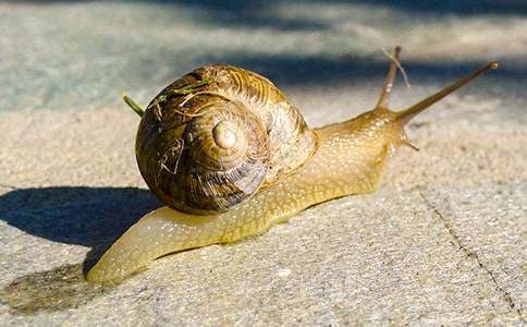 ����ţ��õ�����������