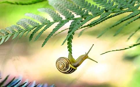 蜗牛的奖杯小学续写作文(通用23篇)