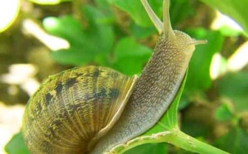 一年级《小蜗牛》教案