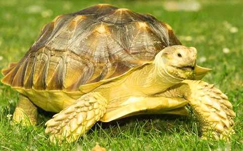 С�����ڹ�����