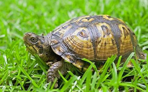 ��С�ڹ꿴үү���̰�