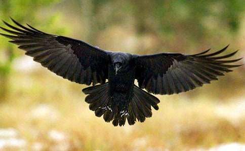 《乌鸦喝水》教案范文集合九篇