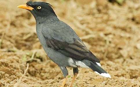 �йء���ѻ��ˮ���̰�ģ�弯����ƪ