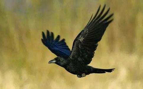 《乌鸦喝水》教案15篇