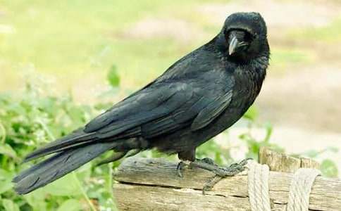 关于《乌鸦喝水》教案模板集合七篇