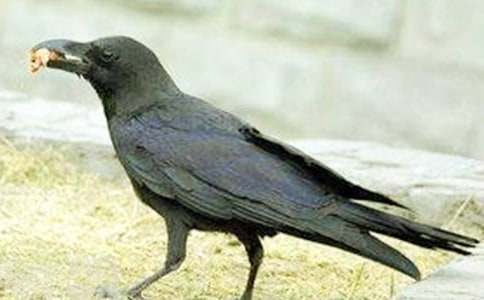 乌鸦喝水教案(合集15篇)