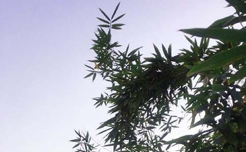 2026���簲QQ�ʺ���47��